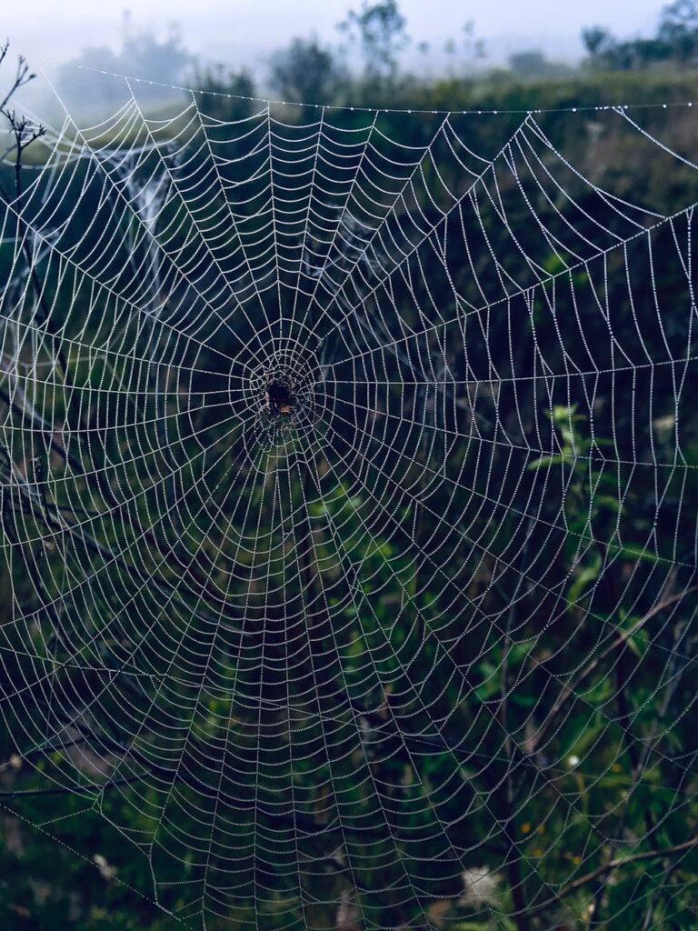 spider on a spider web