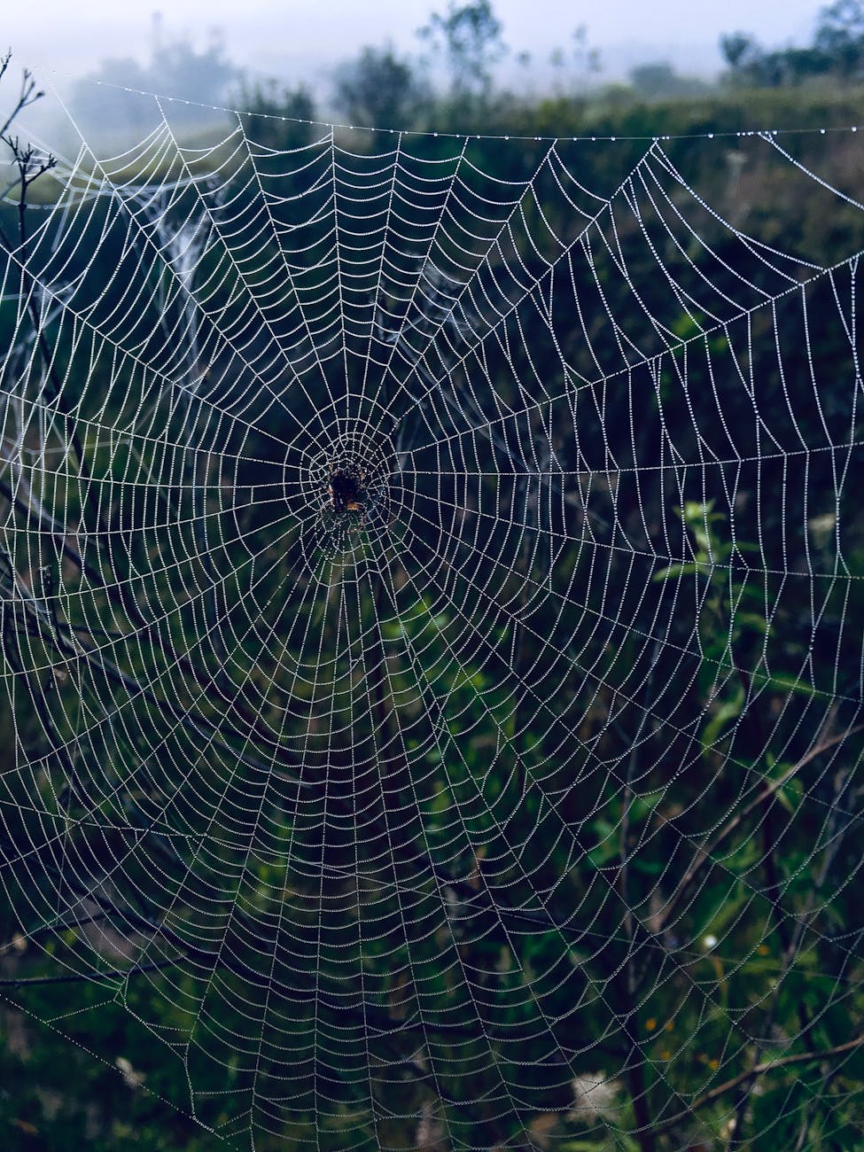spider on a spider web